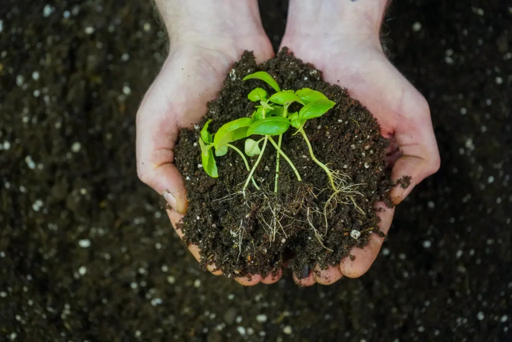 seedling